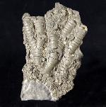 Pentacrinites briaroides (QUENSTEDT 1852) - Bild © FossNet FossilienStore